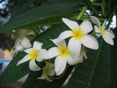 Fragrant plumeria