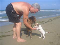 Puppy Vida introduced to beachwalks