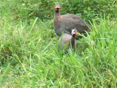 Guinea pair